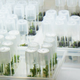 Image for article titled This Nonprofit Is Quietly Cloning the World's Largest (and Oldest) Trees